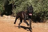 CANE CORSO 088